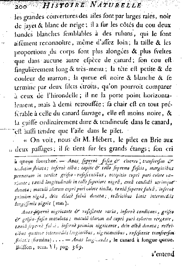 LE PILET ou CANARD à longue queue.