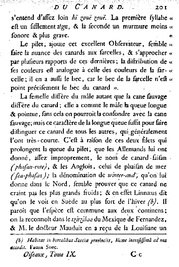 LE PILET ou CANARD à longue queue.