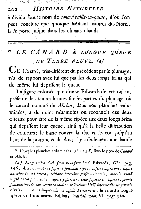 LE PILET ou CANARD à longue queue.