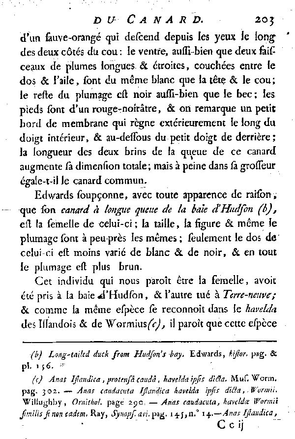 LE PILET ou CANARD à longue queue.