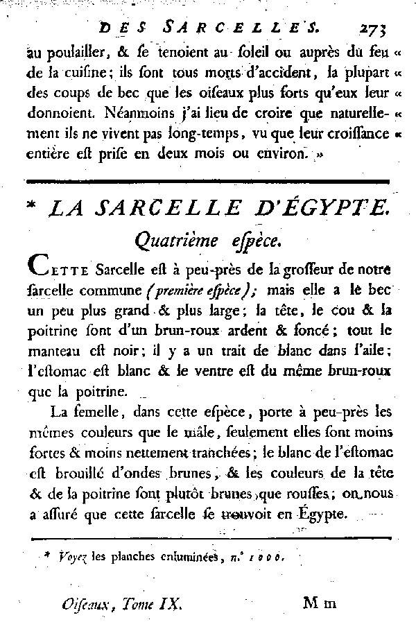 La Sarcelle d'égypte.