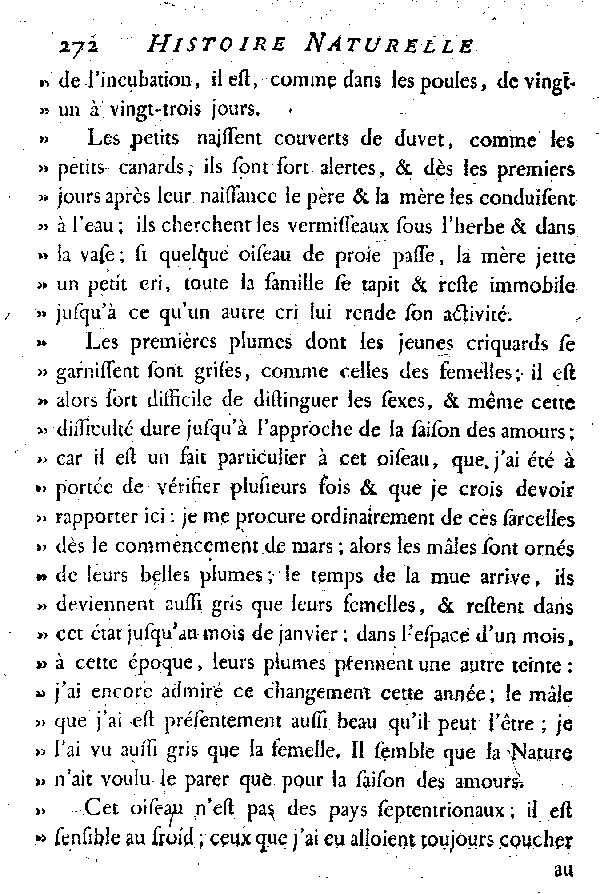 La Sarcelle d'été.