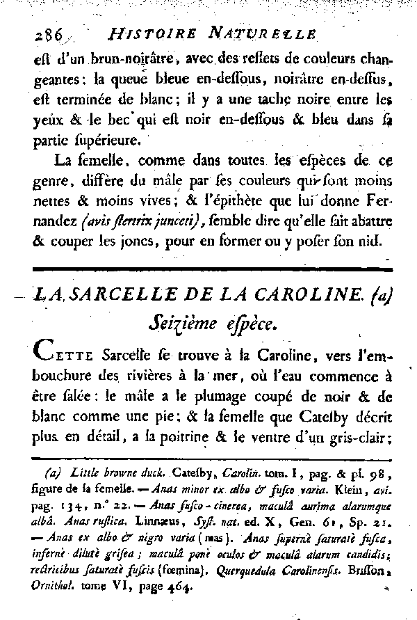 La Sarcelle de la Caroline.