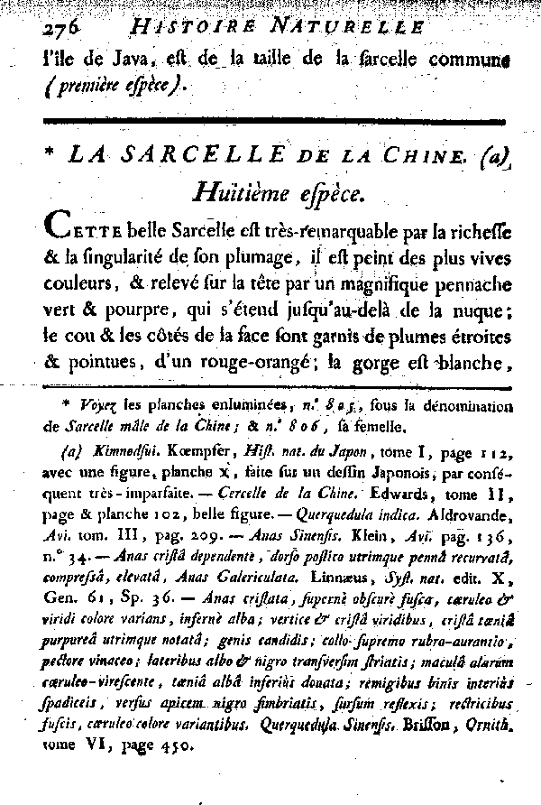 La Sarcelle de la Chine.