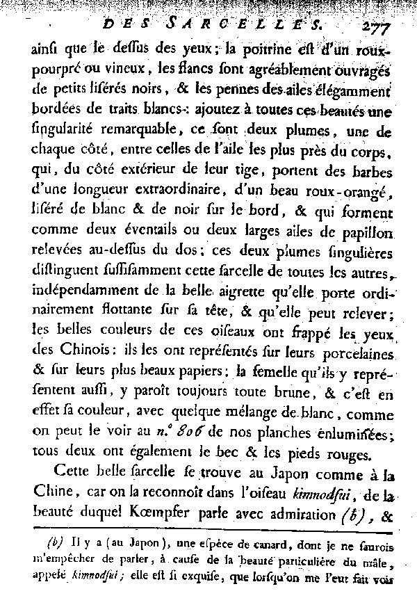 La Sarcelle de la Chine.