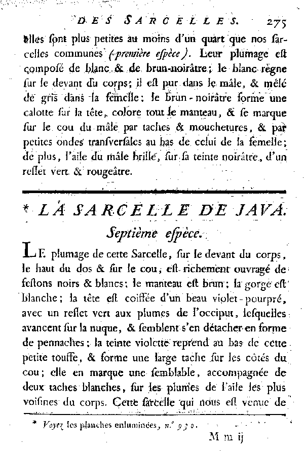 La Sarcelle de Java.