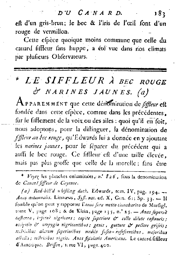 LE SIFFLEUR à bec rouge et narines jaunes.