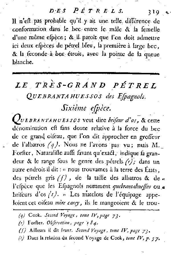 Le très-grand Pétrel, Quebrantahuessos des Espagnols.