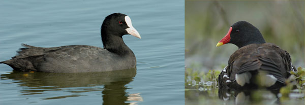 Foulque macroule à gauche et Gallinule Poule d'eau à droite © Didier Collin, Hervé Michel