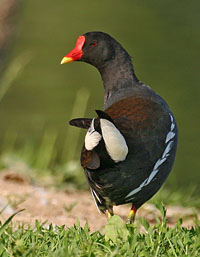 Poule d'eau © Jean-Michel Peers