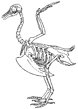 squelette d'oiseau © BIODIDAC