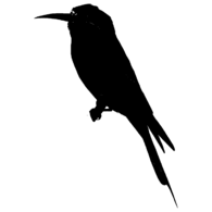 Coraciiformes