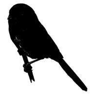 Paradoxornithidés