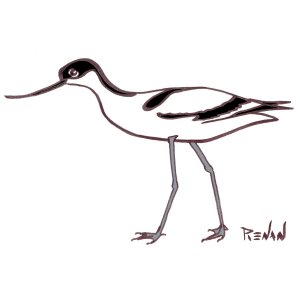 avocette