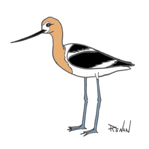 avocette_amerique