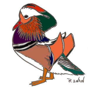 canard_mandarin