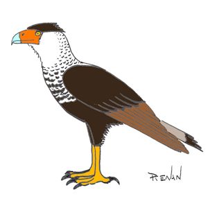 caracara_du_nord