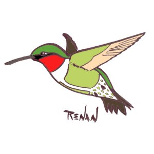 colibri