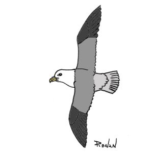 fulmar_boreal