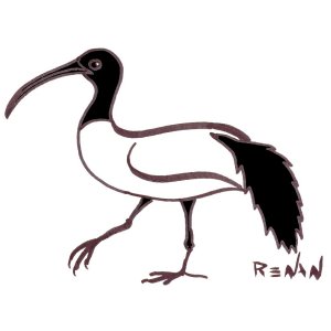 ibis