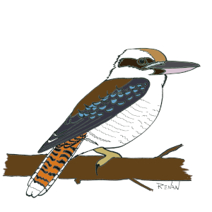 kookaburra