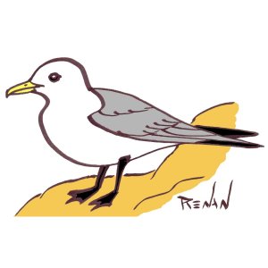 mouette_tridactyle