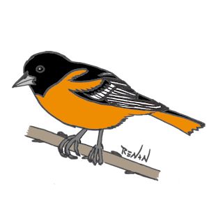 oriole_de_baltimore