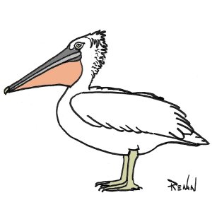 pelican_frise