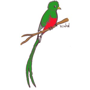 quetzal