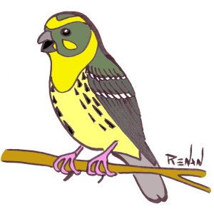serin_cini