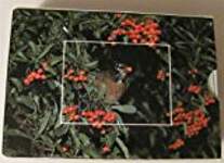 Audubon Gift Set: Western Region Slip Case Region/Slip Case