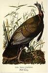 Audubon/Turkey
