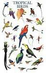 Tropical Birds