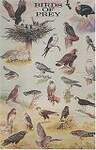 Birds of Prey