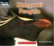 Macaroni Penguin