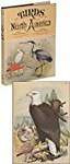 Studer's Popular Ornithology: The Birds of North America