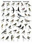 Colour Wall Chart: Birds of the Garden (Multilingual Wallcharts)