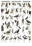 Colour Wall Chart: Birds of Prey (Multilingual Wallcharts)