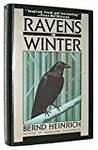 Ravens in Winter