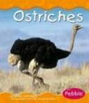 Ostriches