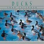Cal 99 Ducks