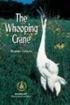 Whooping Crane