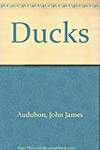 Ducks