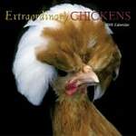 Extraordinary Chickens 2005 Calendar