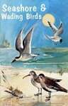 Seashore and Wading Birds of Florida
