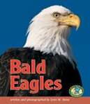 Bald Eagles
