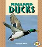 Mallard Ducks