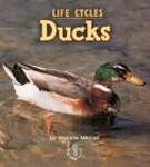 Ducks