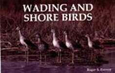 Wading and Shore Birds