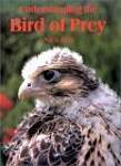 Understanding the Bird of Prey